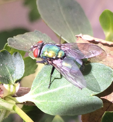 Brachycera