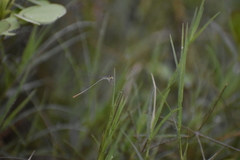 Agriocnemis pygmaea