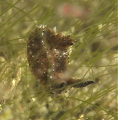 Polycera melanosticta