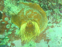 Pseudactinia flagellifera