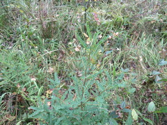 Astragalus propinquus