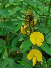 Crotalaria micans