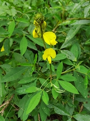 Crotalaria micans