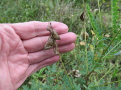 Astragalus propinquus