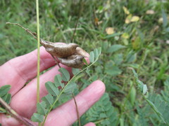 Astragalus propinquus