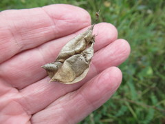 Astragalus propinquus