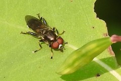 Chalcosyrphus anthreas