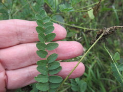 Astragalus propinquus