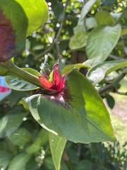 Sanchezia cyathibractea