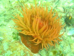 Pseudactinia flagellifera