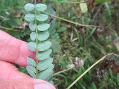 Astragalus propinquus