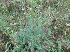 Astragalus propinquus