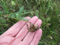 Astragalus propinquus