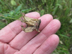 Astragalus propinquus