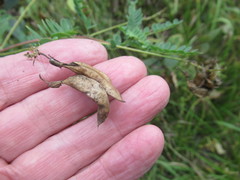 Astragalus propinquus