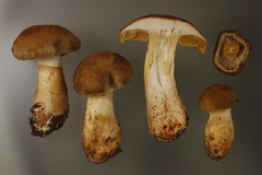 Cortinarius cotoneus