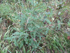 Astragalus propinquus