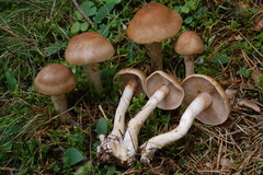 Cortinarius caninus