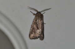 Spodoptera depravata