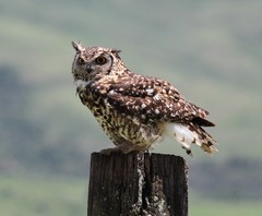 Bubo