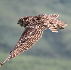 Bubo