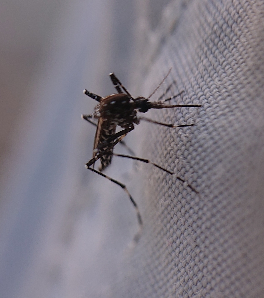 Aedes vittatus