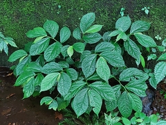 Elatostema rivulare