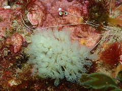 Pycnoclavella communis