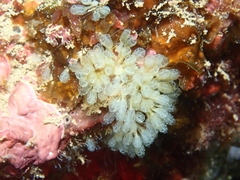 Pycnoclavella communis