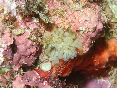 Pycnoclavella communis