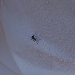 Aedes vittatus