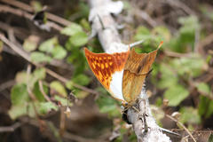 Charaxes varanes varanes