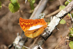 Charaxes varanes varanes