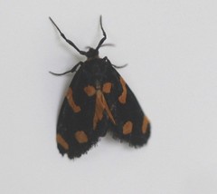 Lepidoscia bancrofti