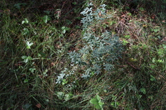 Chamaecytisus ruthenicus