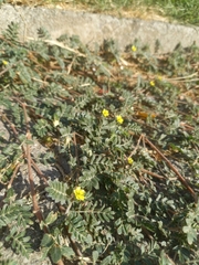 Tribulus terrestris