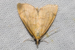 Anania crocealis