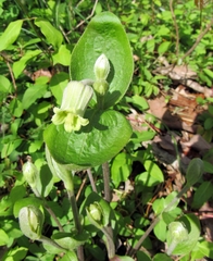 Clematis ochroleuca