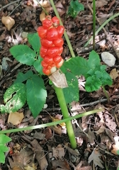 Arum cylindraceum