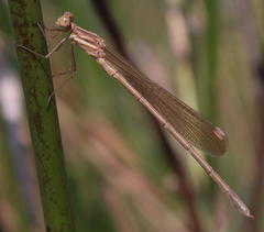 Lestes virgatus