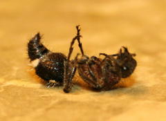 Dolichomutilla sycorax