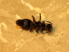 Dolichomutilla sycorax