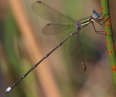 Lestes virgatus