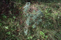 Chamaecytisus ruthenicus