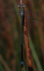 Lestes virgatus