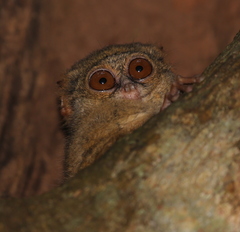 Tarsius spectrumgurskyae