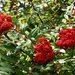 Sorbus decora - Photo (c) JR P, μερικά δικαιώματα διατηρούνται (CC BY-NC)