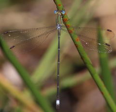 Lestes virgatus