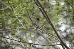 Lonchura punctulata