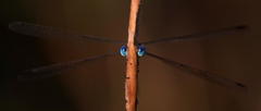 Lestes virgatus